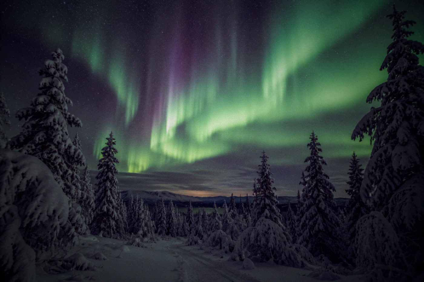 Northern lights above a snow-covered forest