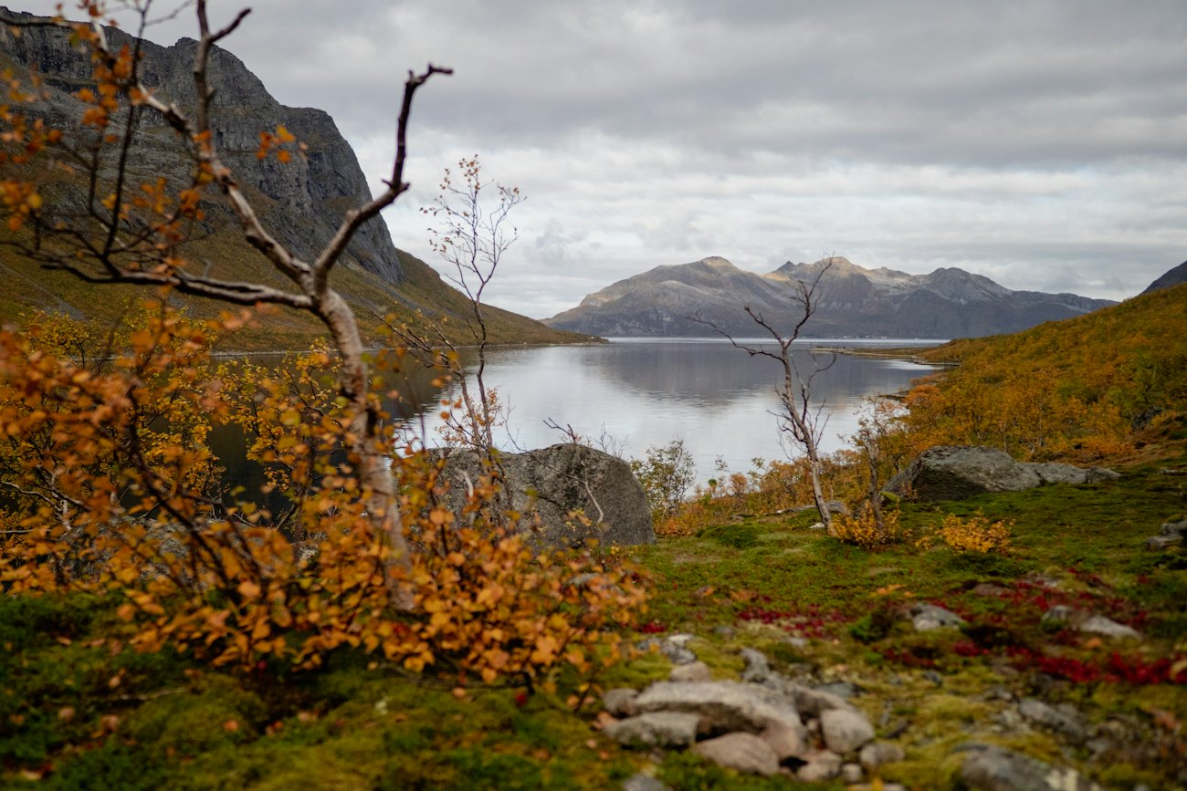 Golden autumn birch trees beside a calm fjord with mountains beyond