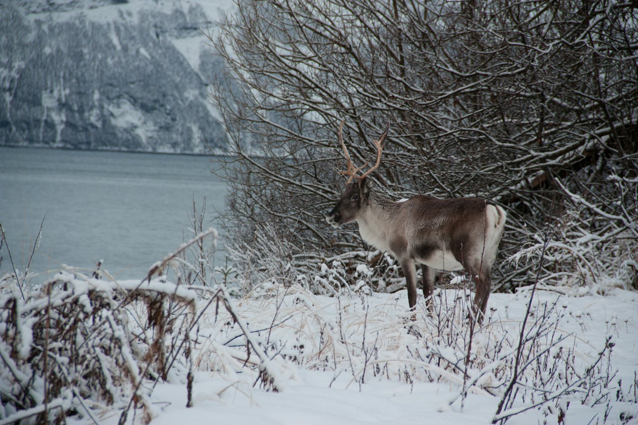 A reindeer standing in a snow-covered birch forest
