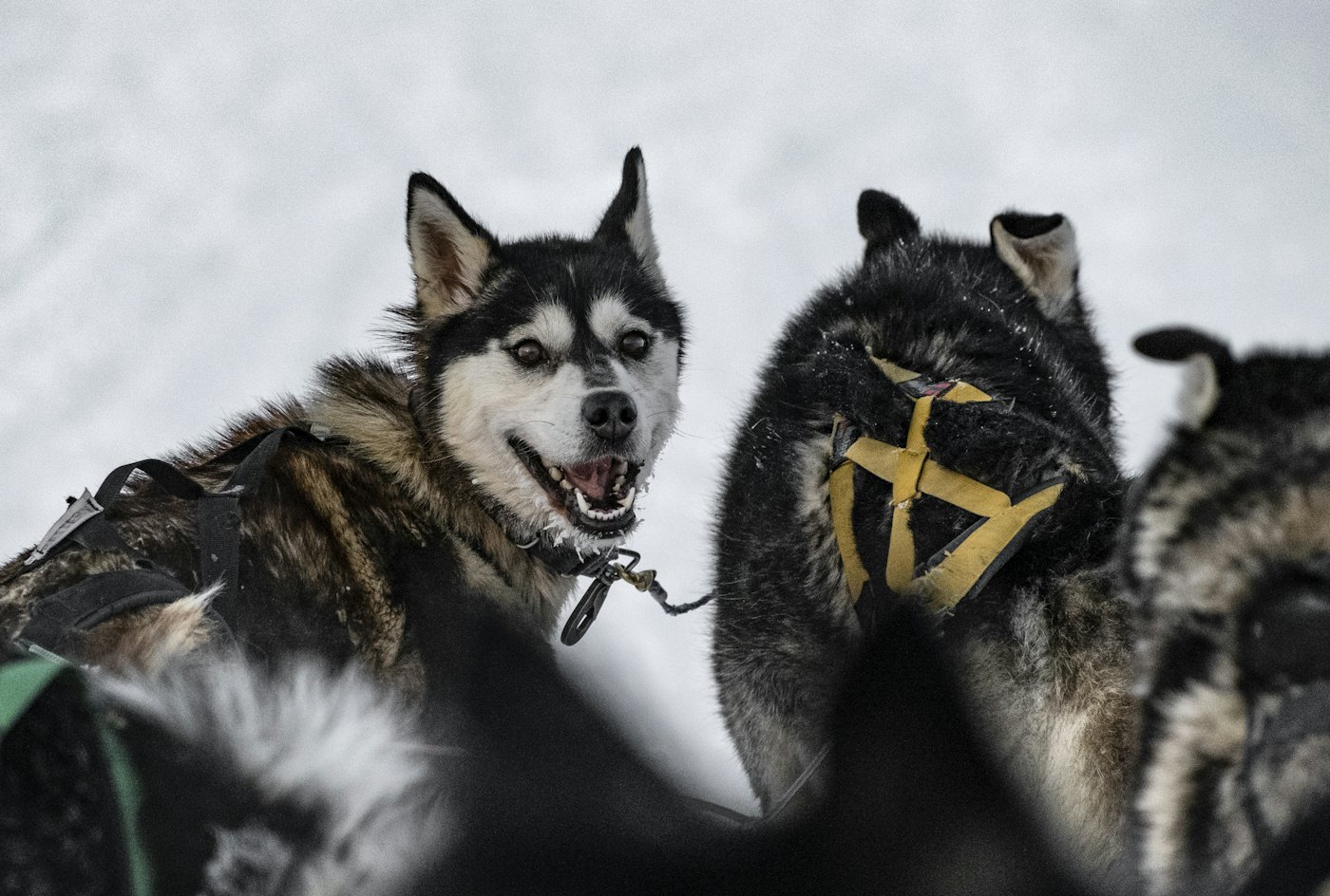 Alaskan huskies in harness, ready to pull a sled through the snow