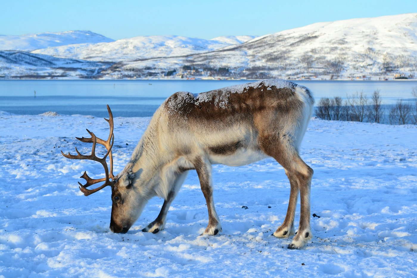 A reindeer grazing in the snow with Tromsø's mountains behind