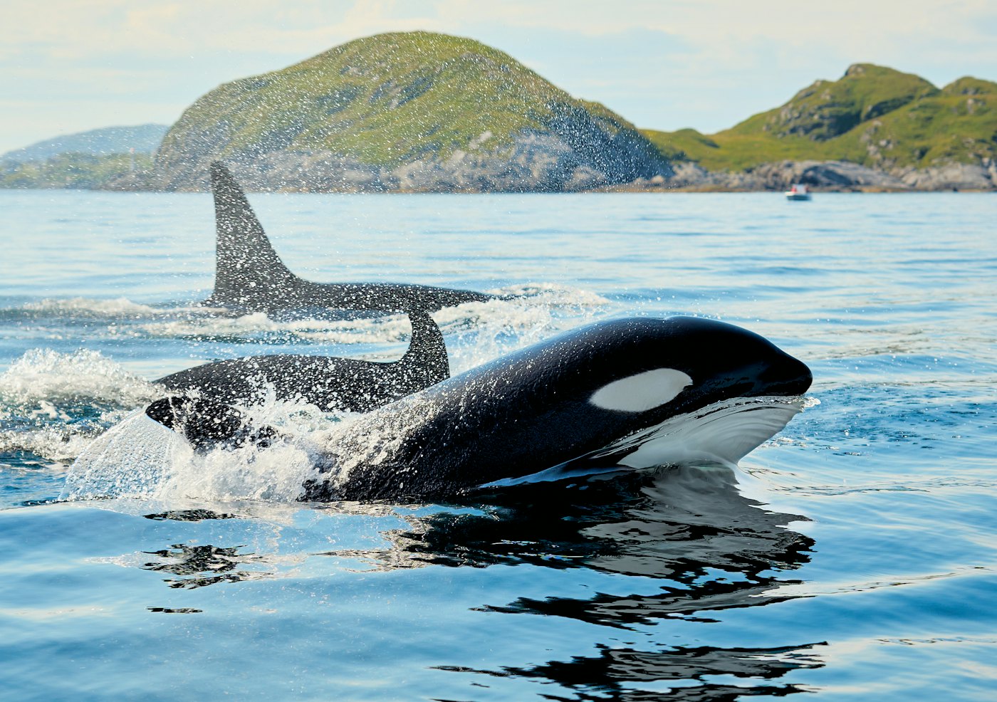 Two orcas surfacing in a Norwegian fjord